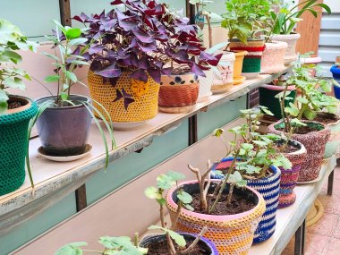 Plants in knitted pots on the back yard of the house . High quality photo