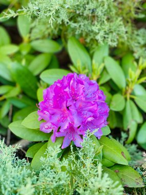 photograph of a bright pink hydrangea macrophylla flower and its foliage in the garden clipart