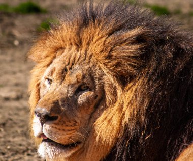Aslan, öğleden sonra güneşinin tadını çıkarıyor. Sıcak renklerle dilini dışarı çıkarıyor.