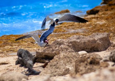 Bonaire 'deki Rocky Sahili' nde İki Deniz Kuşu Balık Kavgası. Yüksek kalite fotoğraf