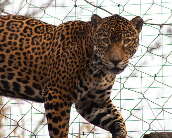 Memphis Tennessee Febrero 2023 Jaguar Zoológico Memphis Paseando Ida Vuelta — Foto de Stock