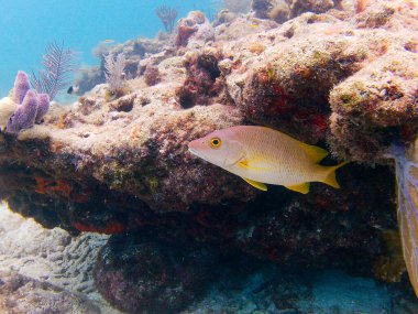 Fish on a Coral Reef in Key Largo, Florida. High quality photo clipart