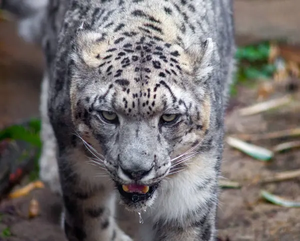 Bir kar leoparı ağzından su damlayarak yavaşça öne doğru ilerliyor.