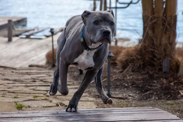 Kışın gölden çıkan büyük bir köpek serin renklerle - 17 Şubat 2023