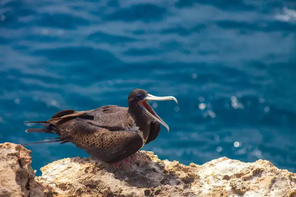 Bonaire 'deki Cliffside' da Açık Gagalı Deniz Kuşu. Yüksek kalite fotoğraf