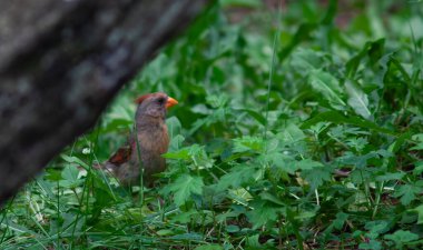 Song Bird Sitting in the Grass. High quality photo clipart