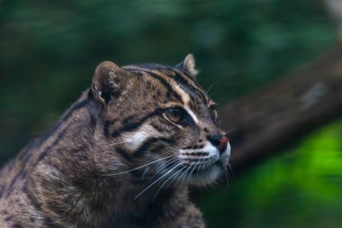 Bir Kum Kedisi, Uzaktan Bakan Vahşi Kedi yeşil arka planlı. Yüksek kalite fotoğraf