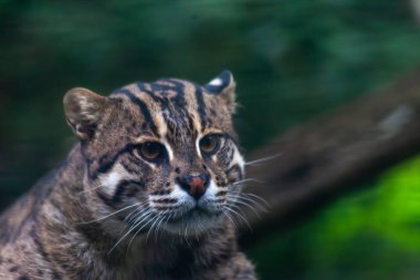 Bir Kum Kedisi, Uzaktan Bakan Vahşi Kedi yeşil arka planlı. Yüksek kalite fotoğraf