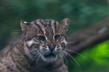 Bir Kum Kedisi, Uzaktan Bakan Vahşi Kedi yeşil arka planlı. Yüksek kalite fotoğraf
