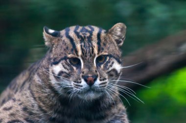 Bir Kum Kedisi, Uzaktan Bakan Vahşi Kedi yeşil arka planlı. Yüksek kalite fotoğraf