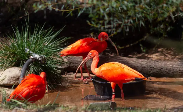 Kızıl Ibis İçme Suyu. Yüksek kalite fotoğraf