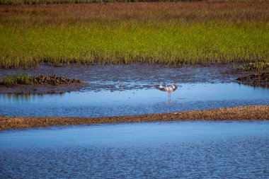 Heron, Birleşik Devletler 'in güneydoğusundaki Intershore Waterway' den kalkıyor. Yüksek kalite fotoğraf