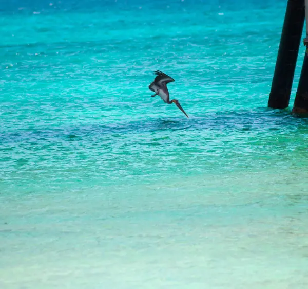 Bonaire 'deki Tuz İskelesi' nde balık avlamak için pelikan dalışı. Yüksek kalite fotoğraf