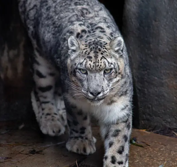 Bir kar leoparı yavaşça ilerliyor.