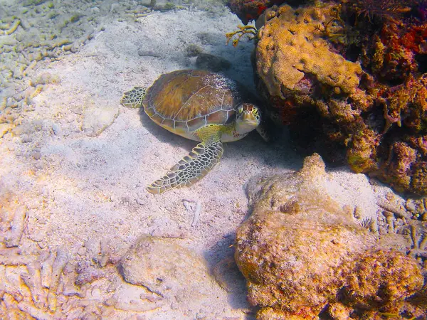 Florida 'da Key Largo' da okyanusun dibinde uzanan kaplumbağa. Yüksek kalite fotoğraf