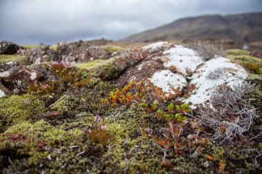 Arka planda dramatik bulutlar ve dağlarla İzlanda 'da kayalar üzerinde yosun ve çalılar. Yüksek kalite fotoğraf