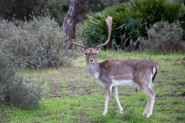 Büyük Buck Fallow Geyiği, İspanya 'daki Donana Ulusal Parkı' nda bir tarlada otluyor. Yüksek kalite fotoğraf