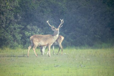 Large Buck Deer with Big Antlers Standing in a Field with a Doe. High quality photo clipart