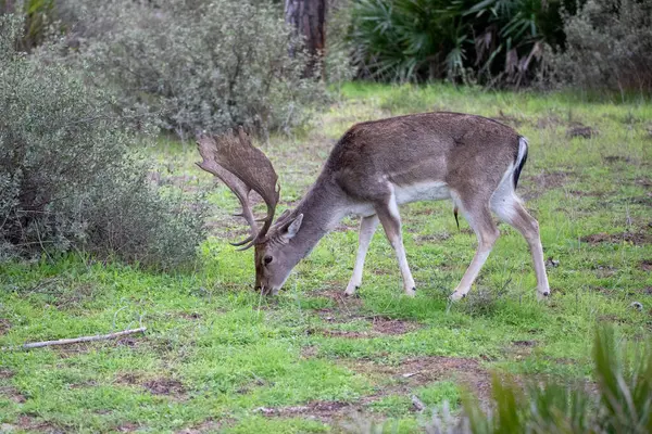 Büyük Buck Fallow Geyiği, İspanya 'daki Donana Ulusal Parkı' nda bir tarlada otluyor. Yüksek kalite fotoğraf