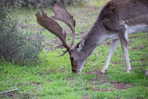 Büyük Buck Fallow Geyiği, İspanya 'daki Donana Ulusal Parkı' nda bir tarlada otluyor. Yüksek kalite fotoğraf