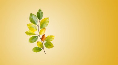 A single beech branch with leaves in shades of yellow and green on a warm background symbolises the transience and calm elegance of autumnal nature clipart