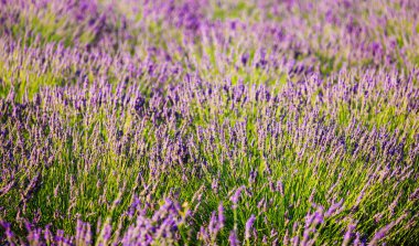 Yazın çiçek açan lavantanın yakın çekimi - yoğun renkler ve doğal güzellik, doğa, tarım ve aromaterapi - Valensole, Provence, Fransa