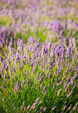 Yazın çiçek açan lavantanın yakın çekimi - yoğun renkler ve doğal güzellik, doğa, tarım ve aromaterapi - Valensole, Provence, Fransa