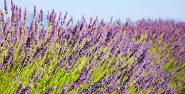 Yazın çiçek açan lavantanın yakın çekimi - yoğun renkler ve doğal güzellik, doğa, tarım ve aromaterapi - Valensole, Provence, Fransa