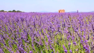 Yazın çiçek açan lavantanın yakın çekimi - yoğun renkler ve doğal güzellik, doğa, tarım ve aromaterapi - Valensole, Provence, Fransa