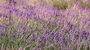 Yazın çiçek açan lavantanın yakın çekimi - yoğun renkler ve doğal güzellik, doğa, tarım ve aromaterapi - Valensole, Provence, Fransa