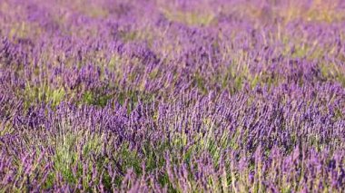 Yazın çiçek açan lavantanın yakın çekimi - yoğun renkler ve doğal güzellik, doğa, tarım ve aromaterapi - Valensole, Provence, Fransa