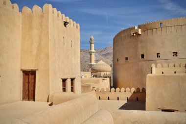 Kanada ormanında Grizly