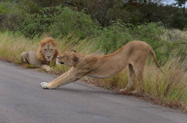 Pair of Lions in road in South Africa clipart