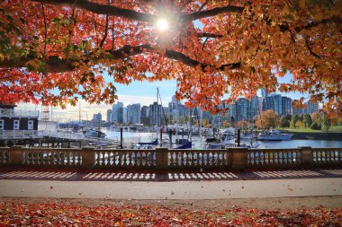 Sonbahar yaprakları, Vancouver, Kanada