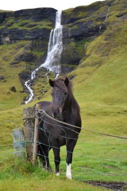 İzlanda atı vahşi doğa manzarasında, İzlanda