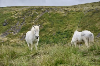 Çayırda iki İzlanda atı. Atlar çimlerde otluyor..