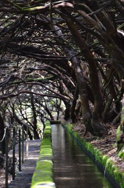 Ağaçların ve bitkilerin dikey görüntüsü Ormandaki bir yolda, Madeira