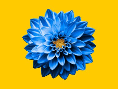 Vibrant Blue Dahlia Flower on Yellow Background This image features a stunning blue dahlia flower with intricate petals, set against a bright yellow background. The vivid contrast between the blue petals and the yellow backdrop creates a striking and clipart