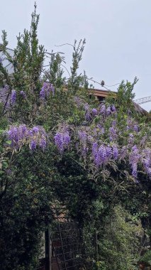 Evin bahçesinde çiçek açan güzel bir ağaç ve leylak çiçekleri var..