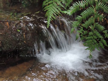 Ormanda küçük bir şelale