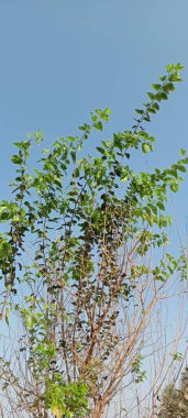 Güzel botanik fotoğrafı, doğal duvar kağıdı..