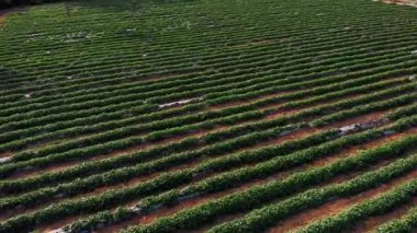 Üzüm bağının güzel manzarası