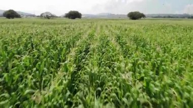 yeşil buğday tarlası, tarım, doğa