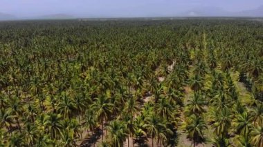 Tropikal bir ormandaki tarlanın ortasındaki bir çiftliğin havadan çekilmiş görüntüsü..