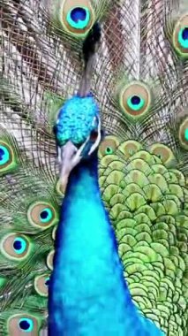 Parktaki tavus kuşu