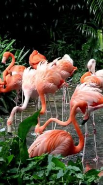 Flamingolar hayvanat bahçesinde