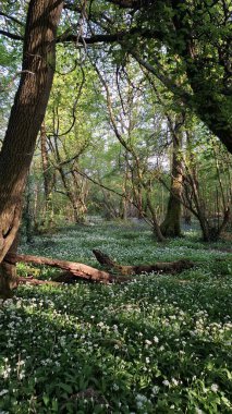 Bereketli ormanda yabani sarımsak tarlası