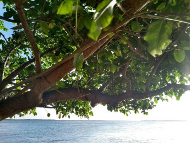 Ormandaki ağaçtaki güzel tropikal yapraklar