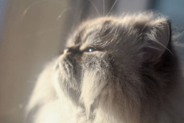 Bir kedi pencereden dışarı bakar, yumuşak güneş ışığıyla yıkanır. Işık, tüylerini nazikçe ön plana çıkararak kedi sessiz bir anın tadını çıkarırken huzurlu ve yansıtıcı bir atmosfer yaratıyor..