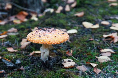 Beyaz beneklerle süslenmiş canlı turuncu başlıklı bir Amanita muscaria mantarı, düşen yapraklarla çevrili yosunlu orman tabanından çıkar..